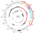 RESISTENS MOT ANDRE VIKTIGE ANTIBIOTIKA E. coli ESBL (NORM 2015) Fluorokinoloner Aminoglykosider Trim-sulfa Karbapenemer 69% 39% 65% 0% NORM/NORM-VET 2015 Sundsfjord A. et al. Tidskr. Nor. Legefor.