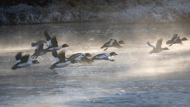 Kvinand (vinter) være relativt fåtallig i Numedalslågen og det overvintrer neppe mer enn 50 ind. her. I Drammensfjorden overvintrer typisk 20-100 ind, de fleste i Vollebukta ved Verket, Hurum.