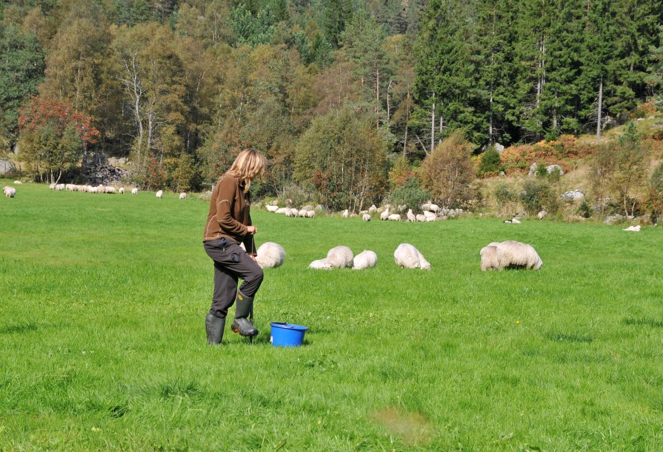 Rådgiving og forsøksvirksomhet i landbruket Medlemsblad nr 5 17.