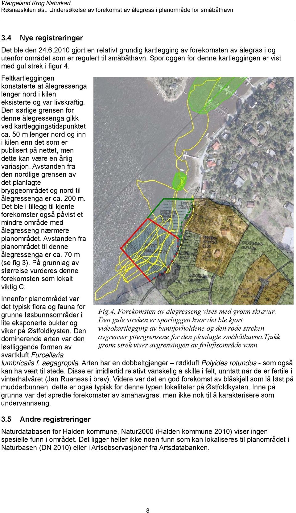 Den sørlige grensen for denne ålegressenga gikk ved kartleggingstidspunktet ca. 50 m lenger nord og inn i kilen enn det som er publisert på nettet, men dette kan være en årlig variasjon.