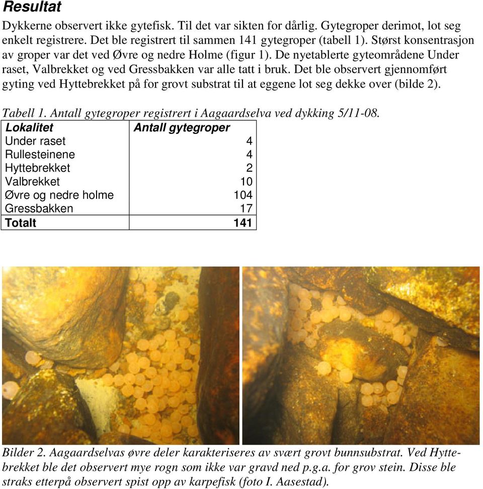Det ble observert gjennomført gyting ved Hyttebrekket på for grovt substrat til at eggene lot seg dekke over (bilde 2). Tabell 1. Antall gytegroper registrert i Aagaardselva ved dykking 5/11-08.