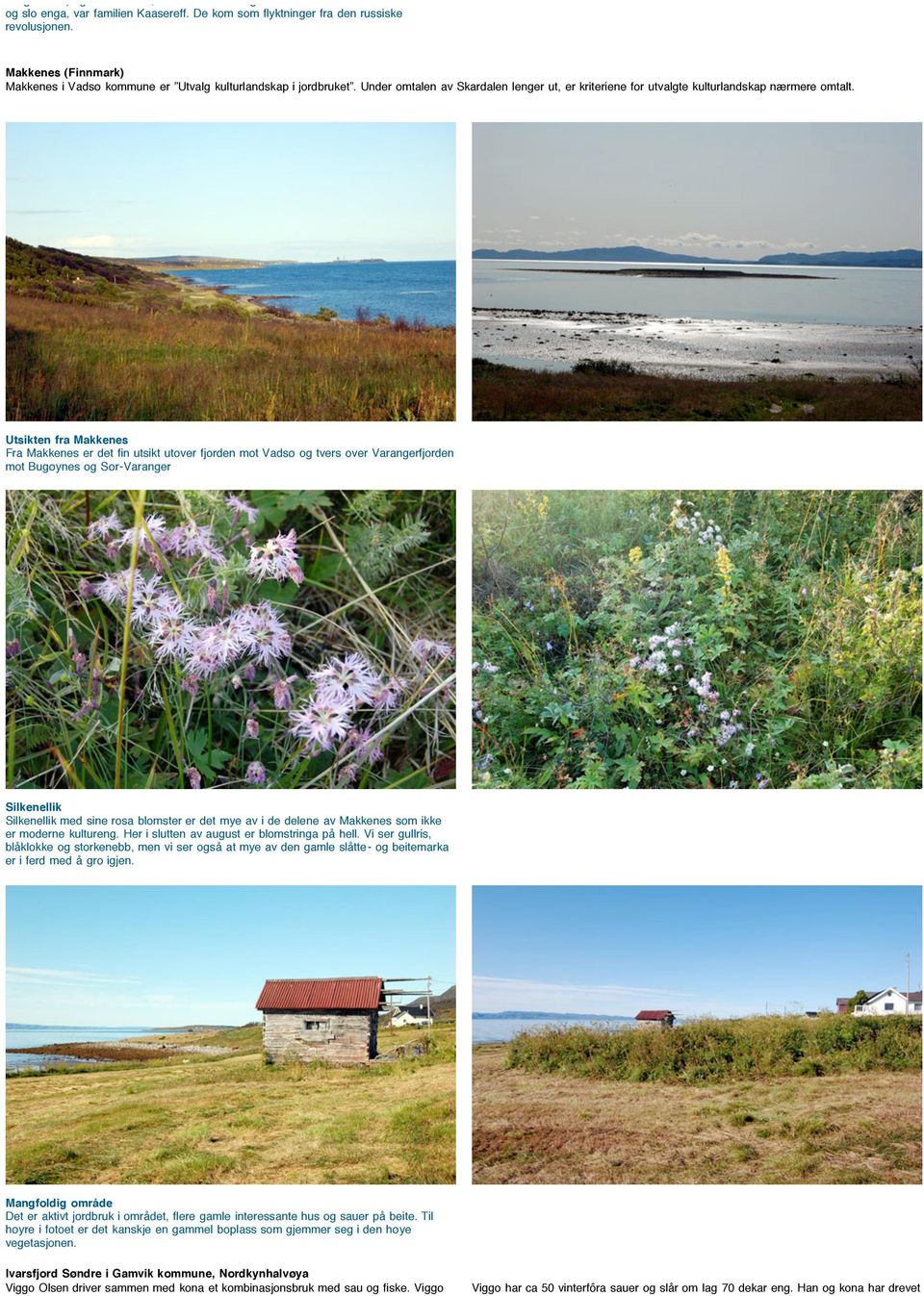 Utsikten fra Makkenes Fra Makkenes er det fin utsikt utover fjorden mot Vadsø og tvers over Varangerfjorden mot Bugøynes og Sør-Varanger Silkenellik Silkenellik med sine rosa blomster er det mye av i