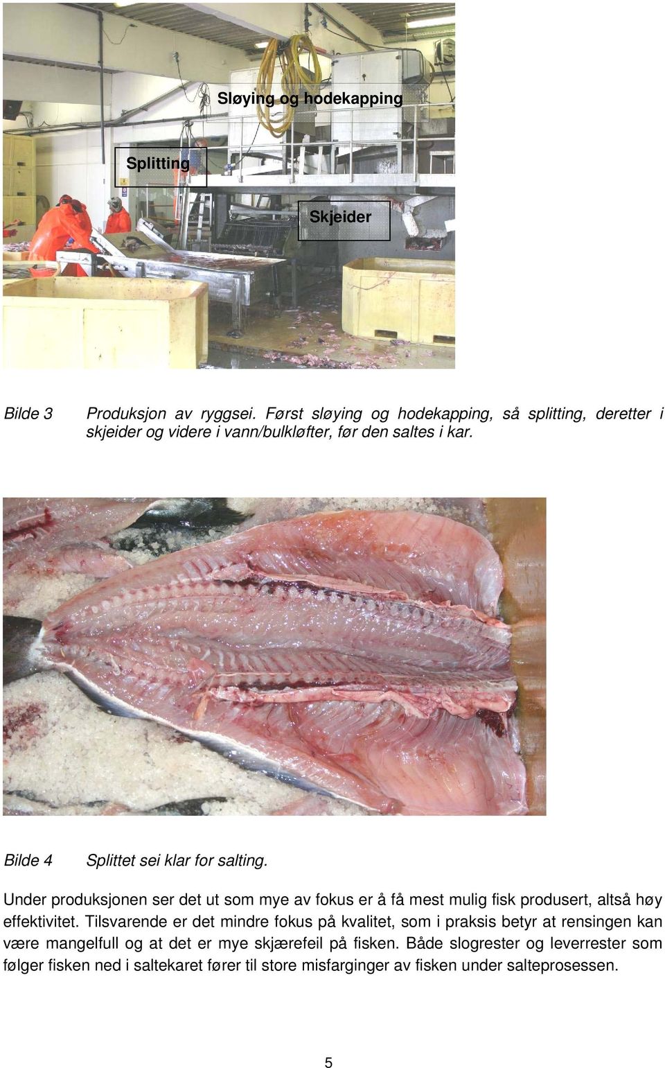 Bilde 4 Splittet sei klar for salting. Under produksjonen ser det ut som mye av fokus er å få mest mulig fisk produsert, altså høy effektivitet.