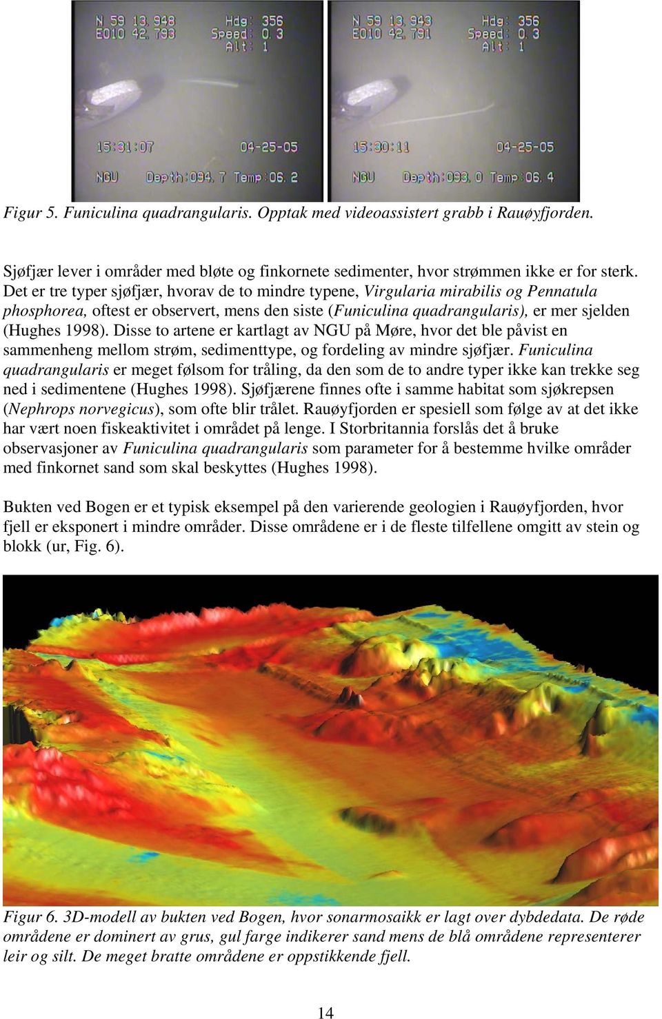 Disse to artene er kartlagt av NGU på Møre, hvor det ble påvist en sammenheng mellom strøm, sedimenttype, og fordeling av mindre sjøfjær.