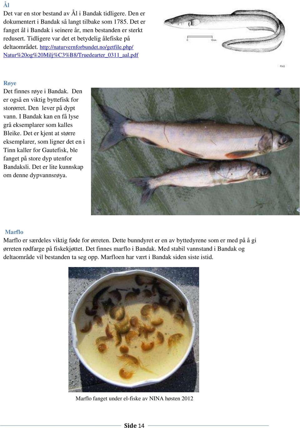 Den er også en viktig byttefisk for storørret. Den lever på dypt vann. I Bandak kan en få lyse grå eksemplarer som kalles Bleike.
