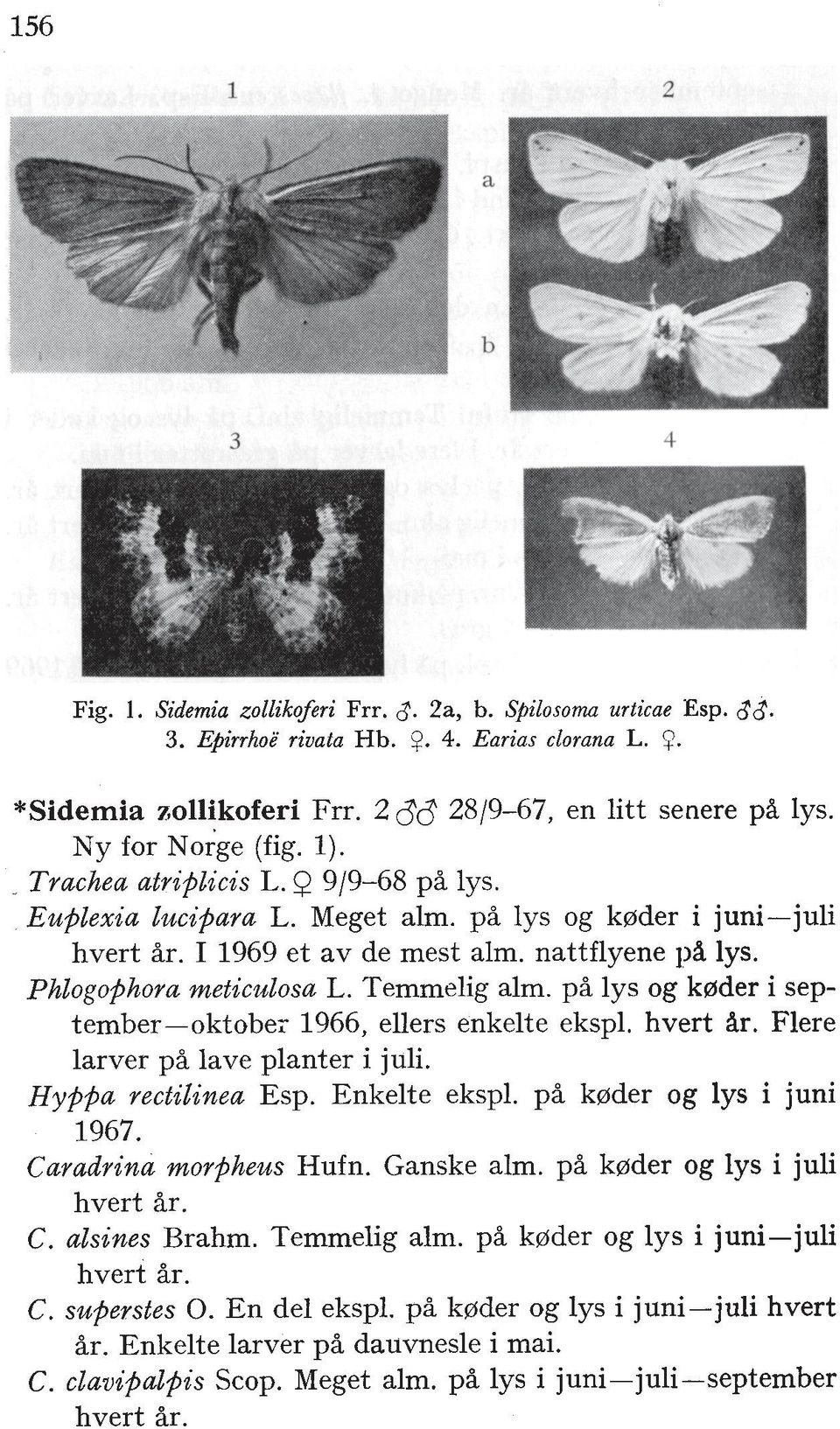 Phlogophora meticulosa L. Temrnelig alm. pi lys og kprder i september-oktobe; 1966, ellers enkelte ekspl. hvert Ar. Flere larver p% lave planter i juli. Hyppa rectilinea Esp. Enkelte ekspl.