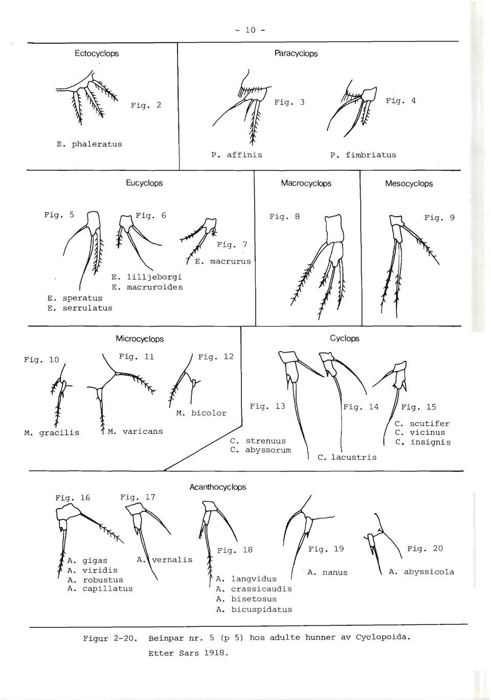 gracilis Microcyclops Fig. l"r 11 Fig. 12 M. bicolor M. varicans Fiq. 17 Acanthocyc lops Fig. 18 f l g A. nanus Fig. 20 ' A.