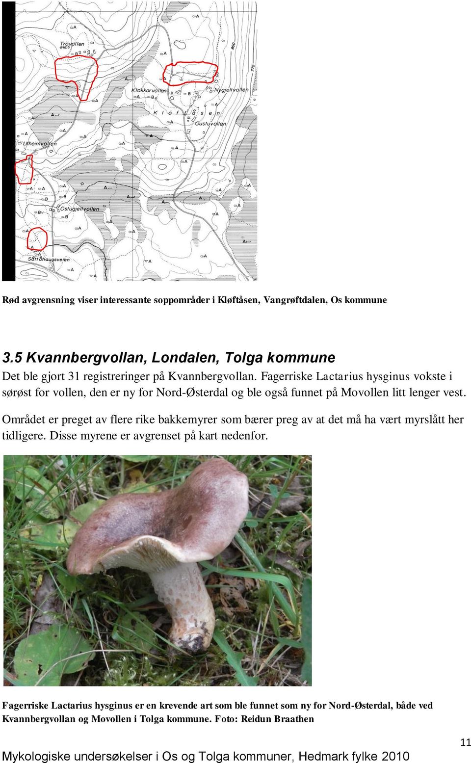 Fagerriske Lactarius hysginus vokste i sørøst for vollen, den er ny for Nord-Østerdal og ble også funnet på Movollen litt lenger vest.
