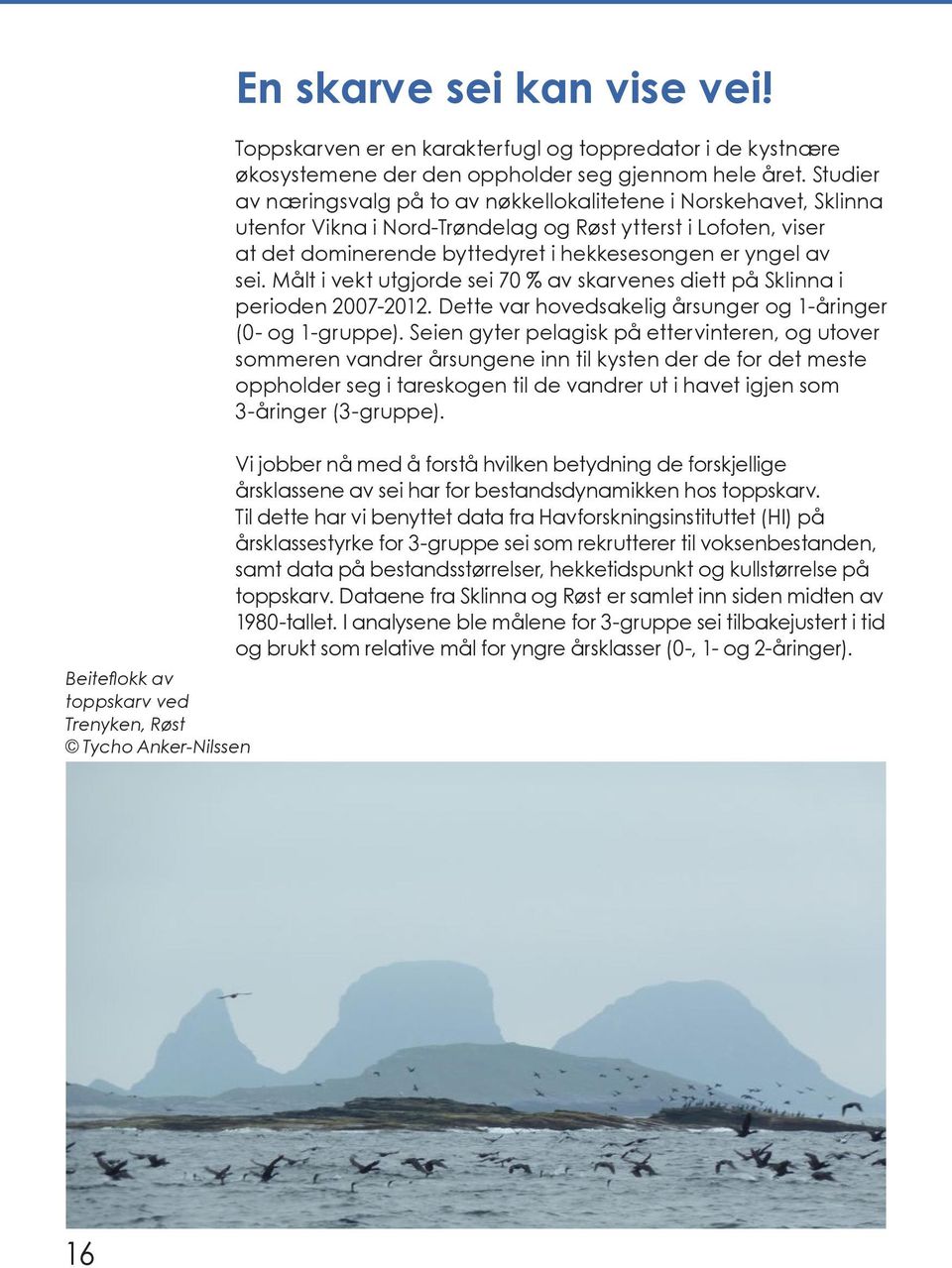 Studier av næringsvalg på to av nøkkellokalitetene i Norskehavet, Sklinna utenfor Vikna i Nord-Trøndelag og Røst ytterst i Lofoten, viser at det dominerende byttedyret i hekkesesongen er yngel av sei.