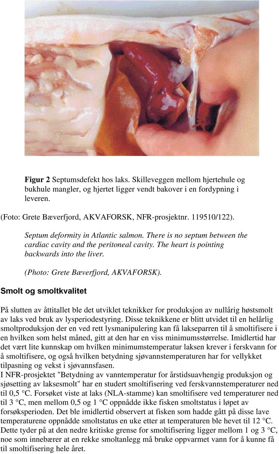 (Photo: Grete Bæverfjord, AKVAFORSK). 6PROWÃRJÃVPROWNYDOLWHWÃ På slutten av åttitallet ble det utviklet teknikker for produksjon av nullårig høstsmolt av laks ved bruk av lysperiodestyring.