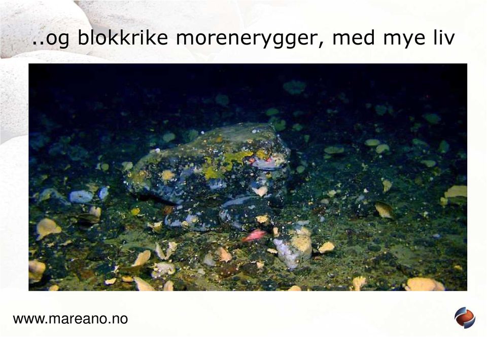 morenerygger,