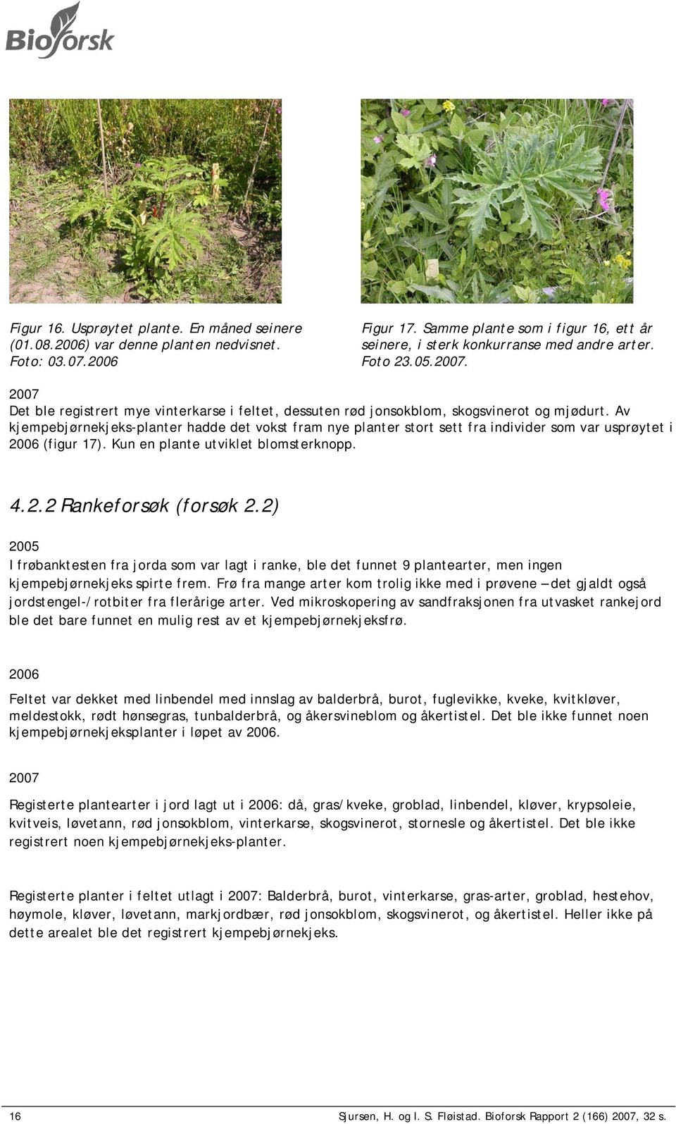 Av kjempebjørnekjeks-planter hadde det vokst fram nye planter stort sett fra individer som var usprøytet i 2006 (figur 17). Kun en plante utviklet blomsterknopp. 4.2.2 Rankeforsøk (forsøk 2.