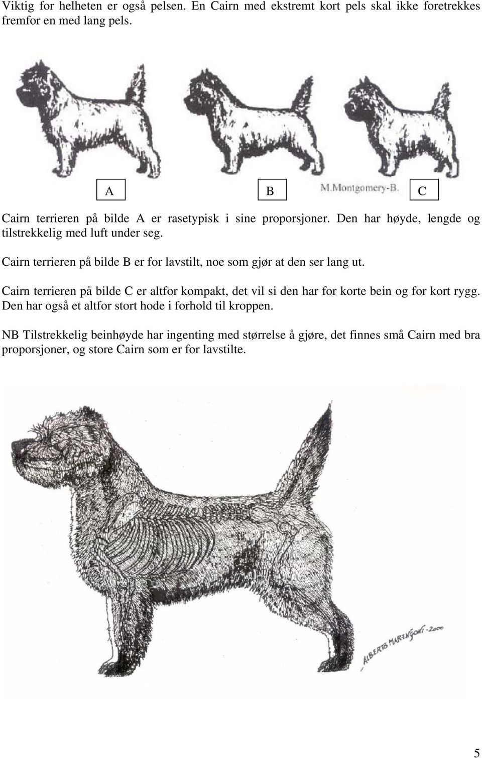 Cairn terrieren på bilde B er for lavstilt, noe som gjør at den ser lang ut.