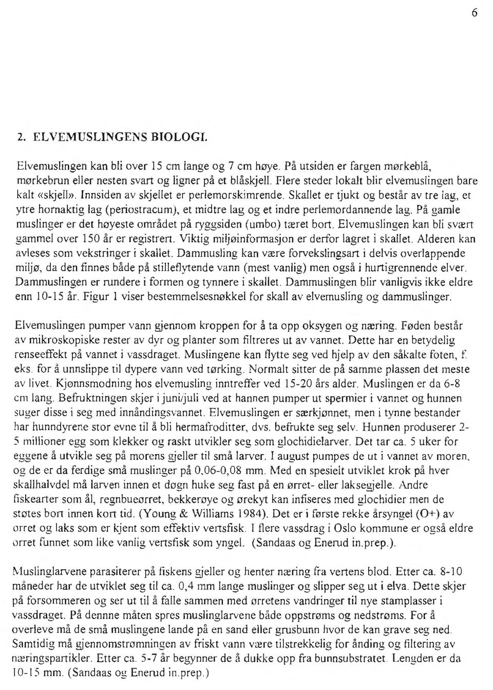 Skallet er tjukt og består av tre lag, et ytre hornaktig lag (periostracum), et midtre lag og et indre perlemordannende lag. På gamle muslinger er det høyeste området på ryggsiden (umbo) tæret bort.