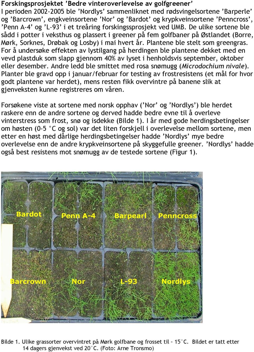 De ulike sortene ble sådd i potter i veksthus og plassert i greener på fem golfbaner på Østlandet (Borre, Mørk, Sorknes, Drøbak og Losby) i mai hvert år. Plantene ble stelt som greengras.