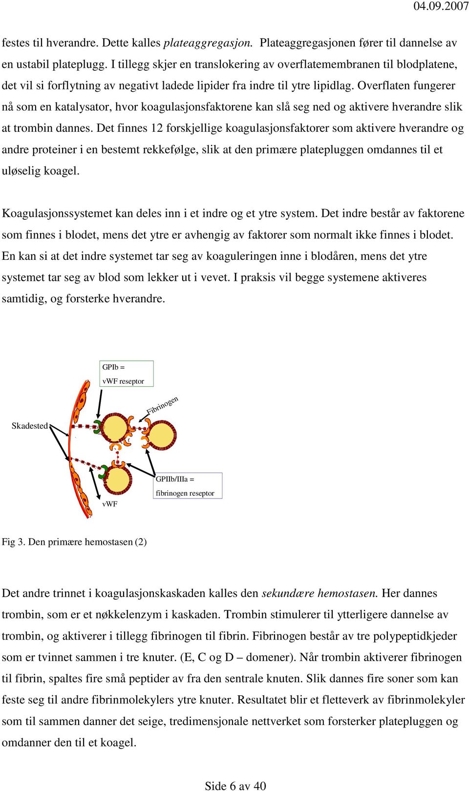 Overflaten fungerer nå som en katalysator, hvor koagulasjonsfaktorene kan slå seg ned og aktivere hverandre slik at trombin dannes.