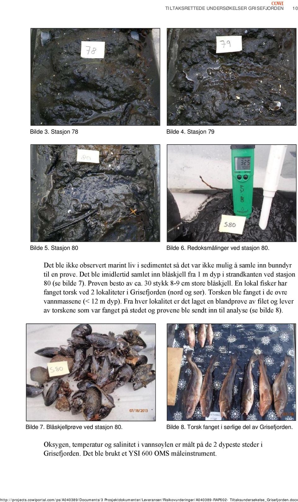 Prøven besto av ca. 30 stykk 8-9 cm store blåskjell. En lokal fisker har fanget torsk ved 2 lokaliteter i Grisefjorden (nord og sør). Torsken ble fanget i de øvre vannmassene (< 12 m dyp).