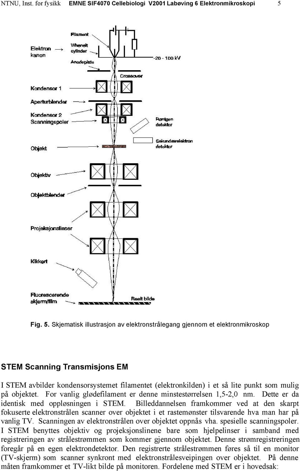 Skjematisk illustrasjon av elektronstrålegang gjennom et elektronmikroskop STEM Scanning Transmisjons EM I STEM avbilder kondensorsystemet filamentet (elektronkilden) i et så lite punkt som mulig på