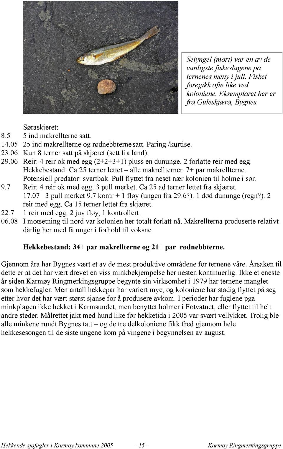 Hekkebestand: Ca 25 terner lettet alle makrellterner. 7+ par makrellterne. Potensiell predator: svartbak. Pull flyttet fra neset nær kolonien til holme i sør. 9.7 Reir: 4 reir ok med egg.