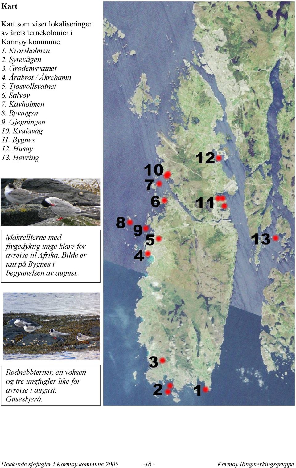 Kvalavåg 11. Bygnes 12. Husøy 13. Høvring Makrellterne med flygedyktig unge klare for avreise til Afrika.