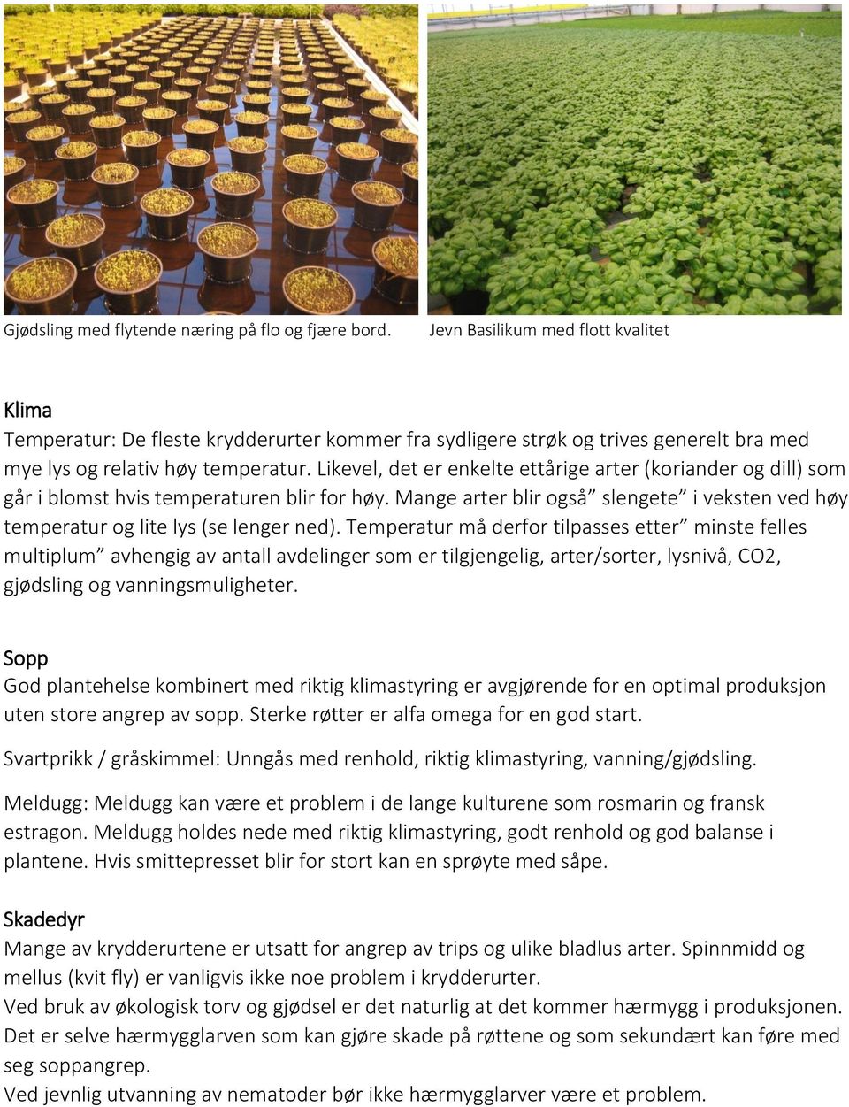 Likevel, det er enkelte ettårige arter (koriander og dill) som går i blomst hvis temperaturen blir for høy. Mange arter blir også slengete i veksten ved høy temperatur og lite lys (se lenger ned).