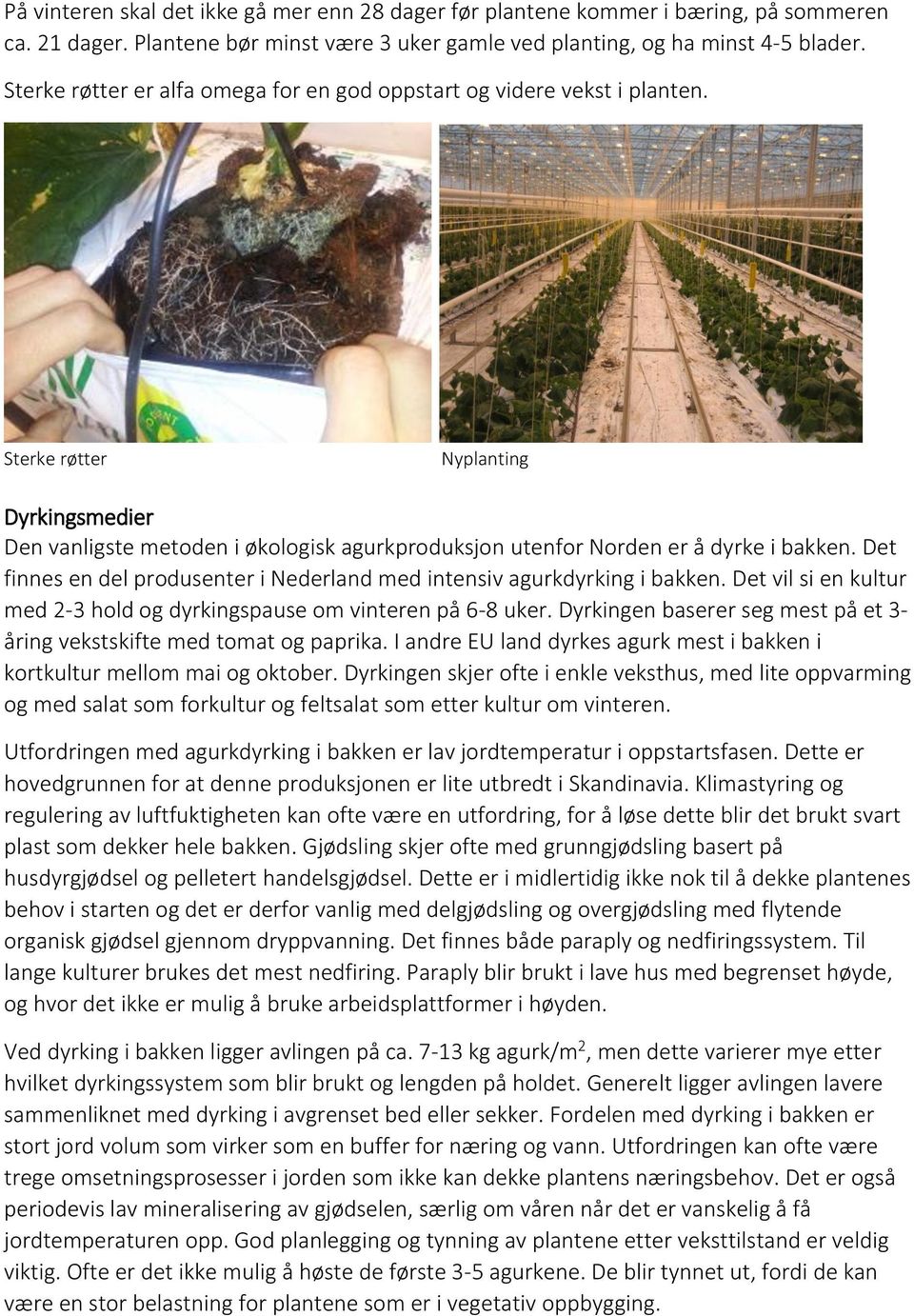 Det finnes en del produsenter i Nederland med intensiv agurkdyrking i bakken. Det vil si en kultur med 2-3 hold og dyrkingspause om vinteren på 6-8 uker.