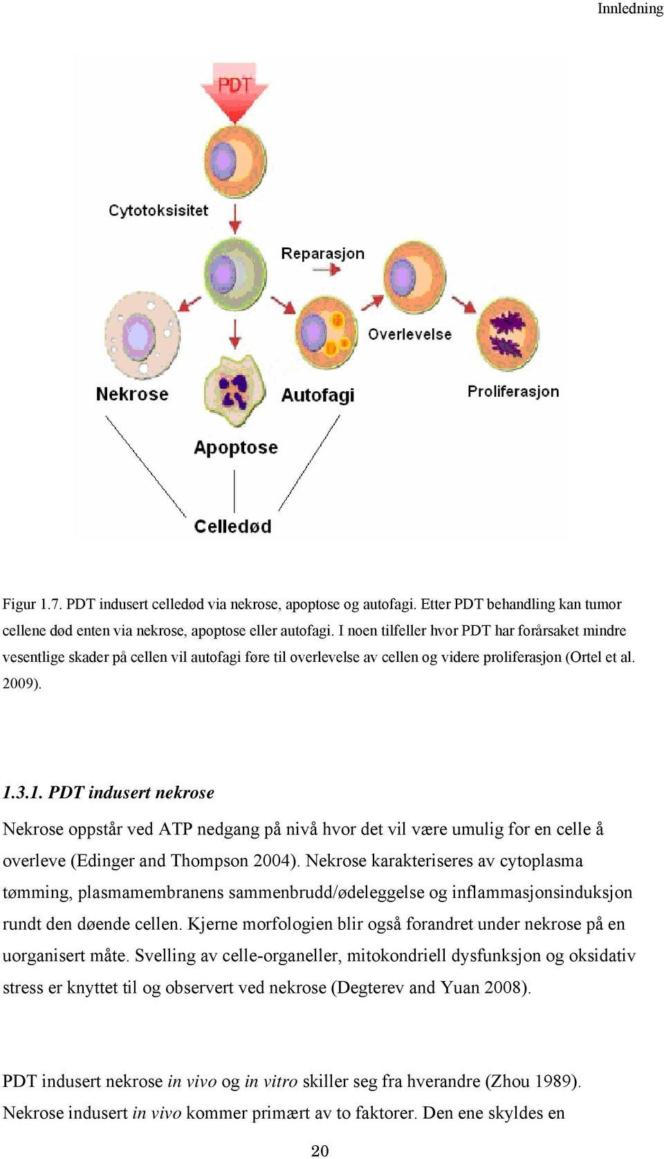 3.1. PDT indusert nekrose Nekrose oppstår ved ATP nedgang på nivå hvor det vil være umulig for en celle å overleve (Edinger and Thompson 2004).