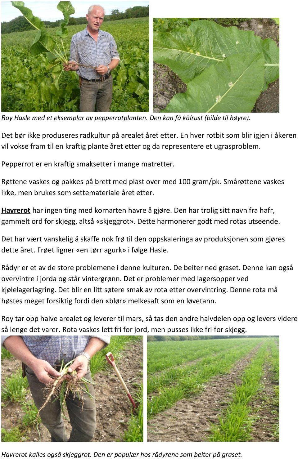 Røttene vaskes og pakkes på brett med plast over med 100 gram/pk. Smårøttene vaskes ikke, men brukes som settemateriale året etter. Havrerot har ingen ting med kornarten havre å gjøre.