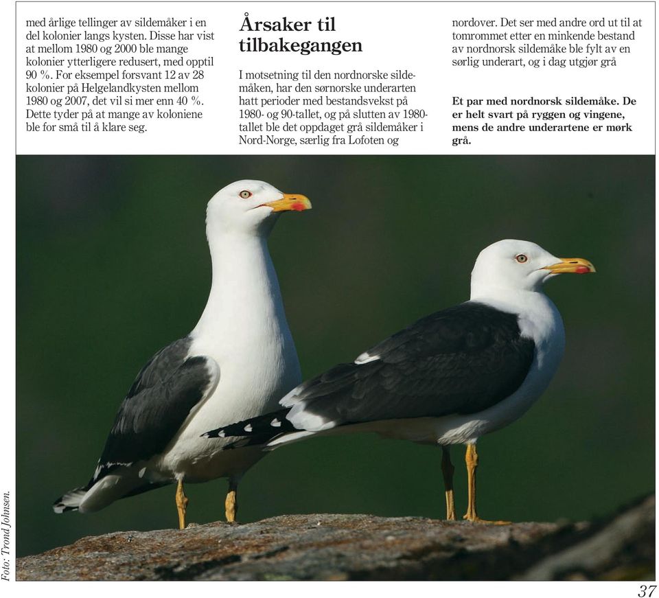 Årsaker til tilbakegangen I motsetning til den nordnorske sildemåken, har den sørnorske underarten hatt perioder med bestandsvekst på 1980- og 90-tallet, og på slutten av 1980- tallet ble det