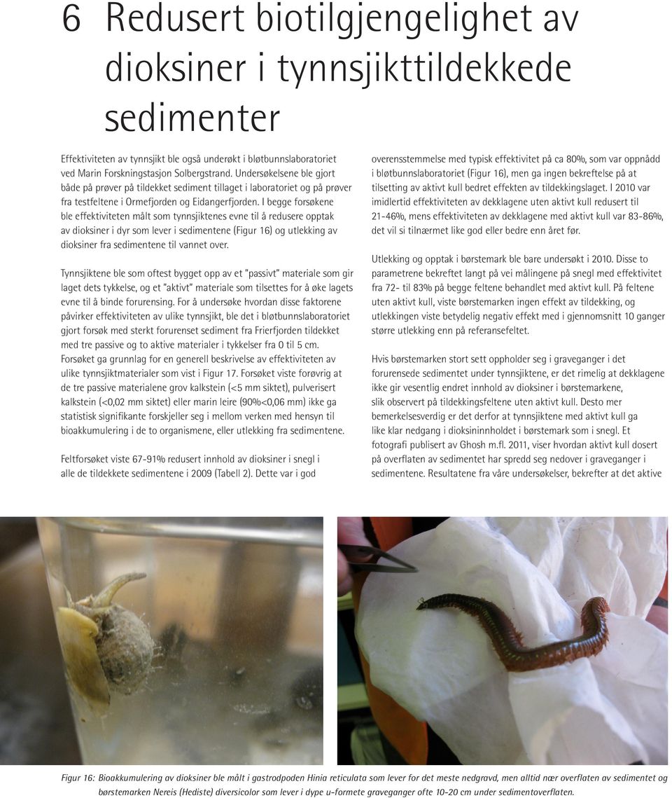 I begge forsøkene ble effektiviteten målt som tynnsjiktenes evne til å redusere opptak av dioksiner i dyr som lever i sedimentene (Figur 16) og utlekking av dioksiner fra sedimentene til vannet over.