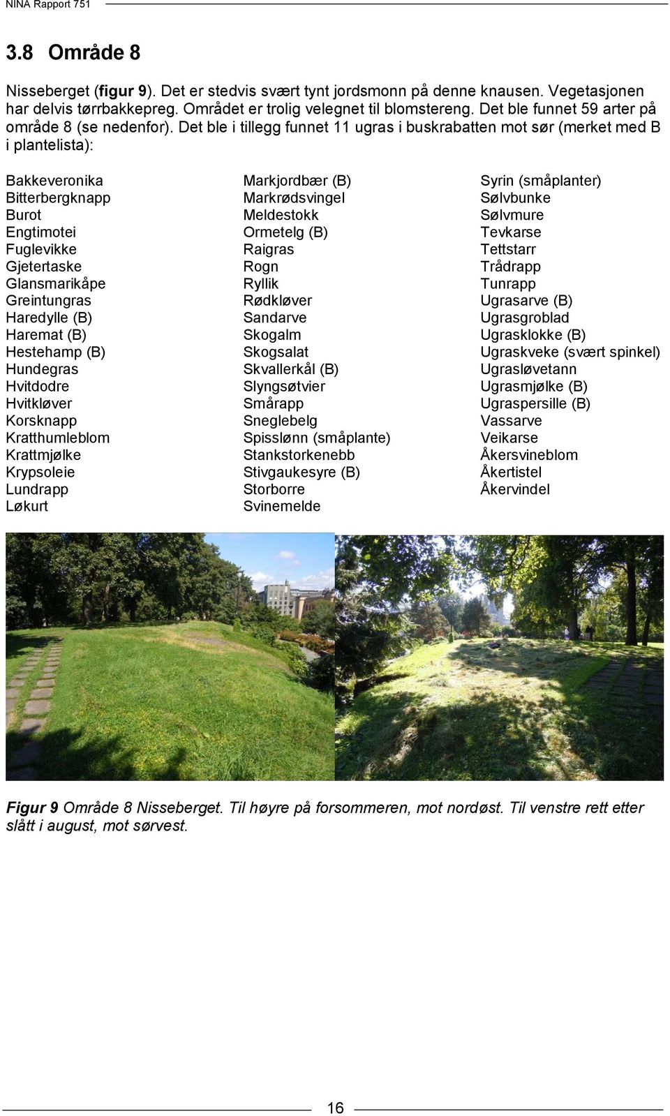 Det ble i tillegg funnet 11 ugras i buskrabatten mot sør (merket med B i plantelista): Bakkeveronika Bitterbergknapp Burot Engtimotei Fuglevikke Gjetertaske Glansmarikåpe Greintungras Haredylle (B)