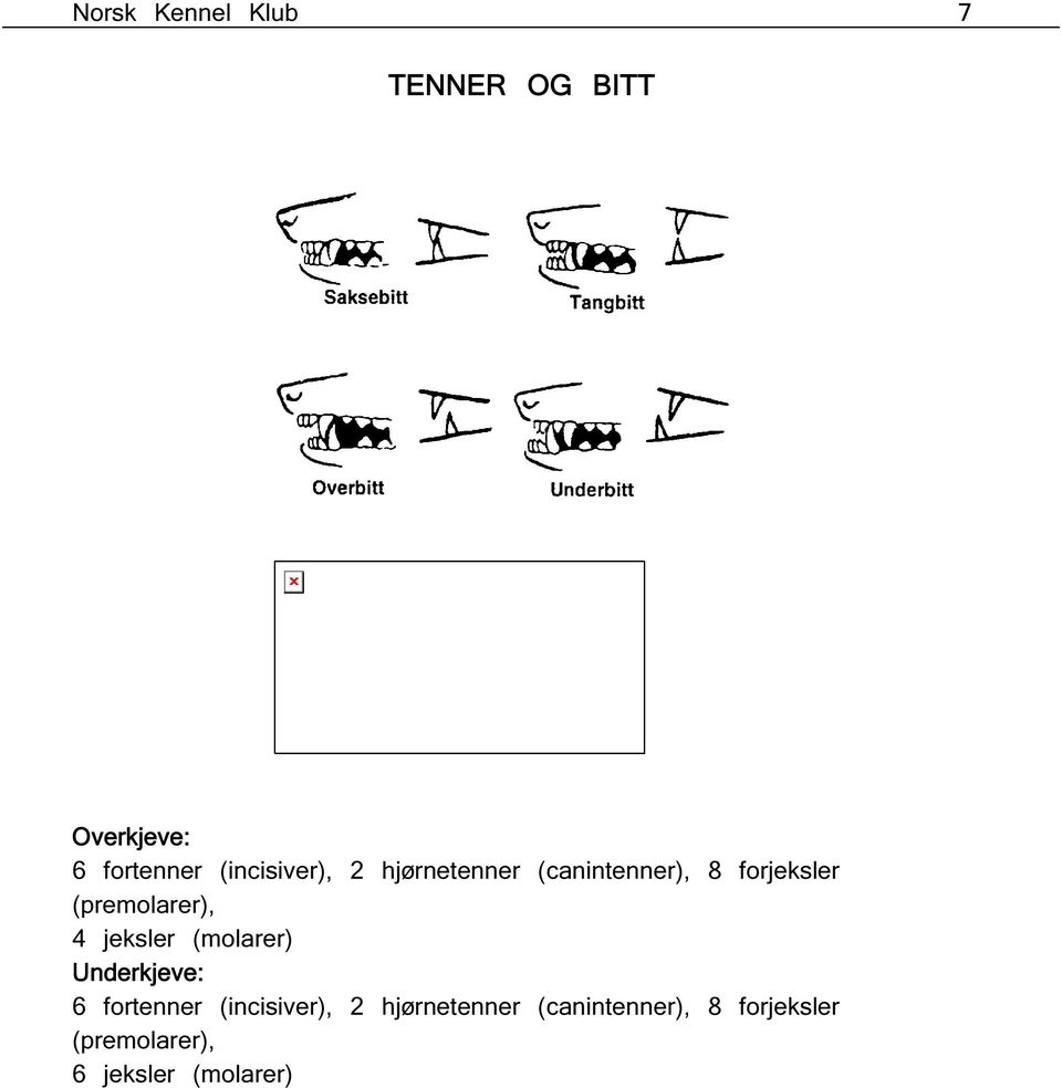 (premolarer), 4 jeksler (molarer) Underkjeve: 6 fortenner 