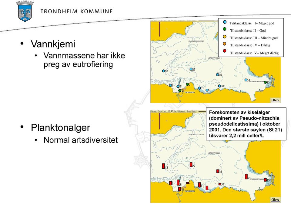 38 43 Planktonalger Normal artsdiversitet Forekomsten av kiselalger (dominert av Pseudo-nitzschia