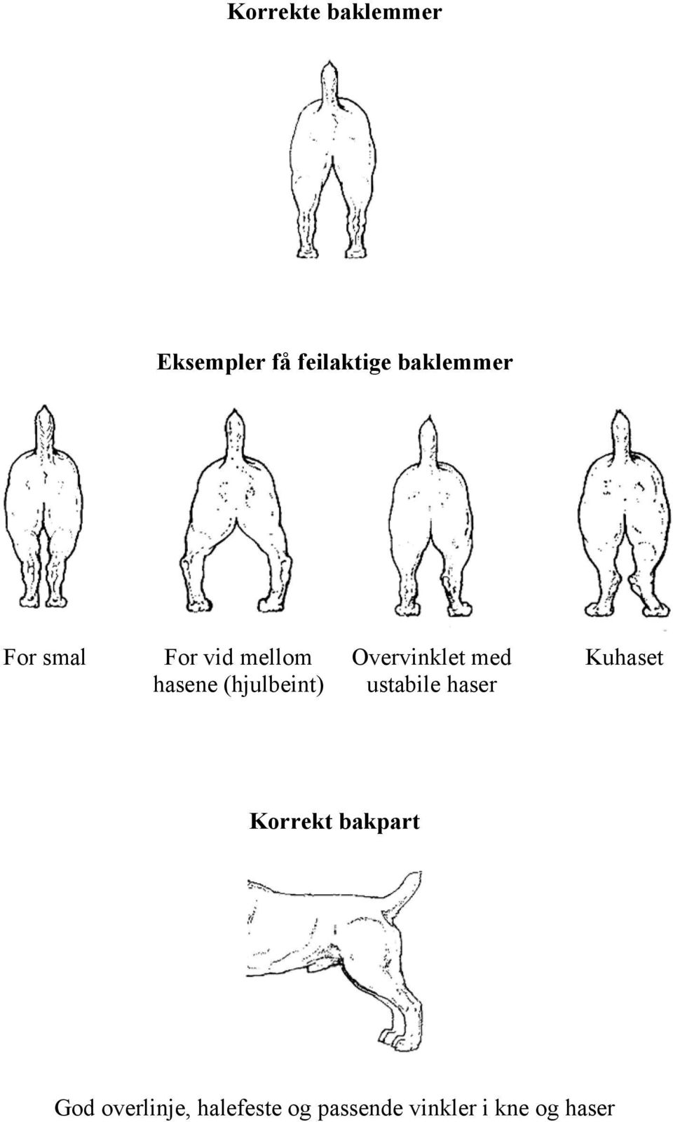 Overvinklet med ustabile haser Kuhaset Korrekt