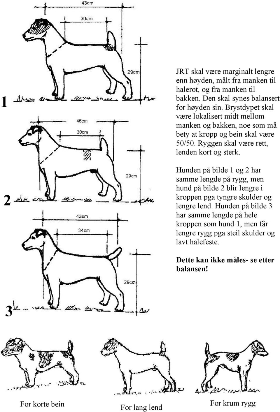 Hunden på bilde 1 og 2 har samme lengde på rygg, men hund på bilde 2 blir lengre i kroppen pga tyngre skulder og lengre lend.