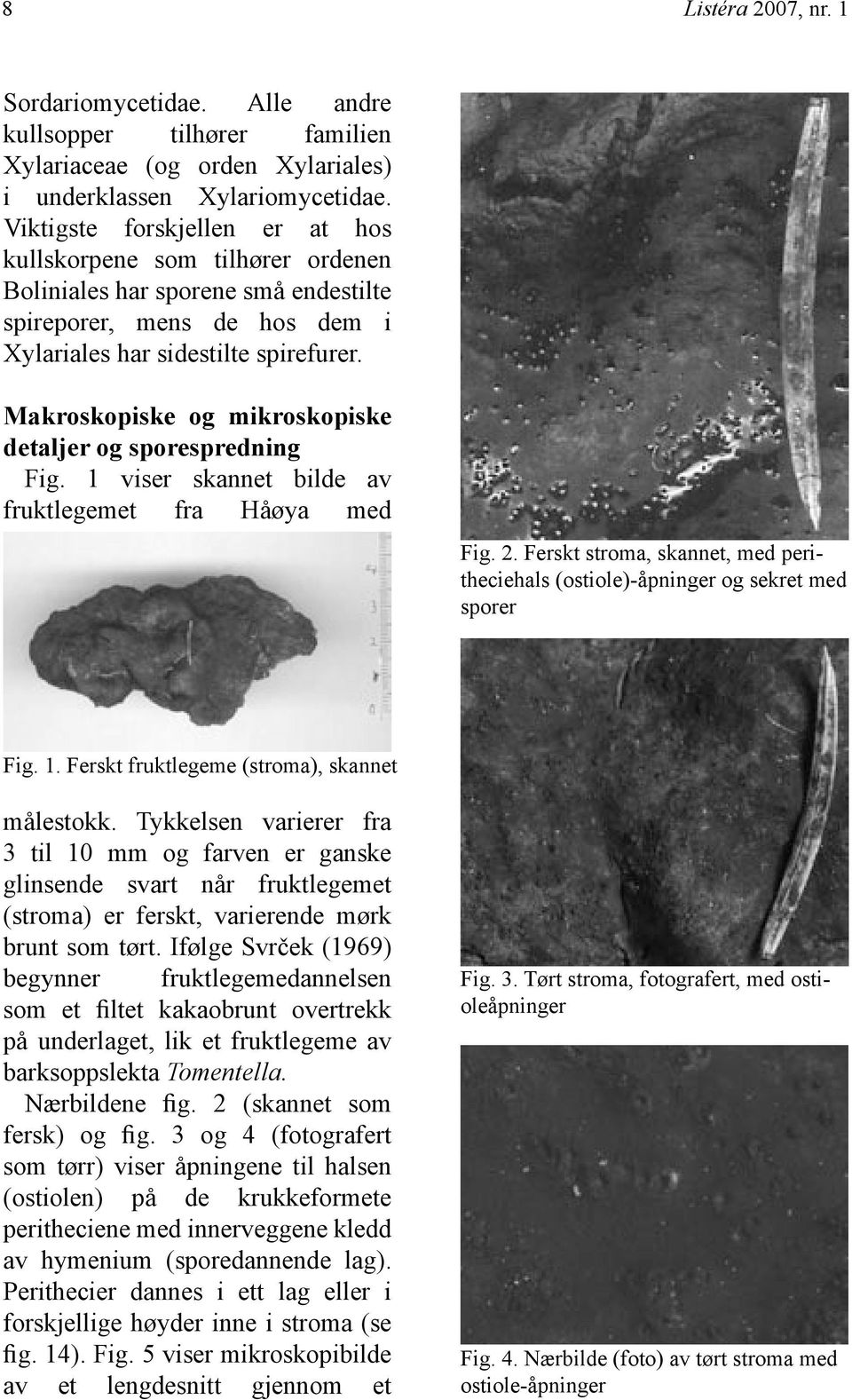 Makroskopiske og mikroskopiske detaljer og sporespredning Fig. 1 viser skannet bilde av fruktlegemet fra Håøya med Fig. 2.