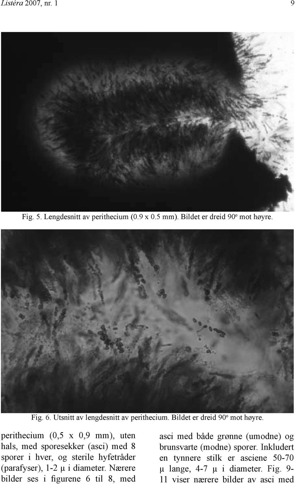 perithecium (0,5 x 0,9 mm), uten hals, med sporesekker (asci) med 8 sporer i hver, og sterile hyfetråder (parafyser), 1-2 µ i