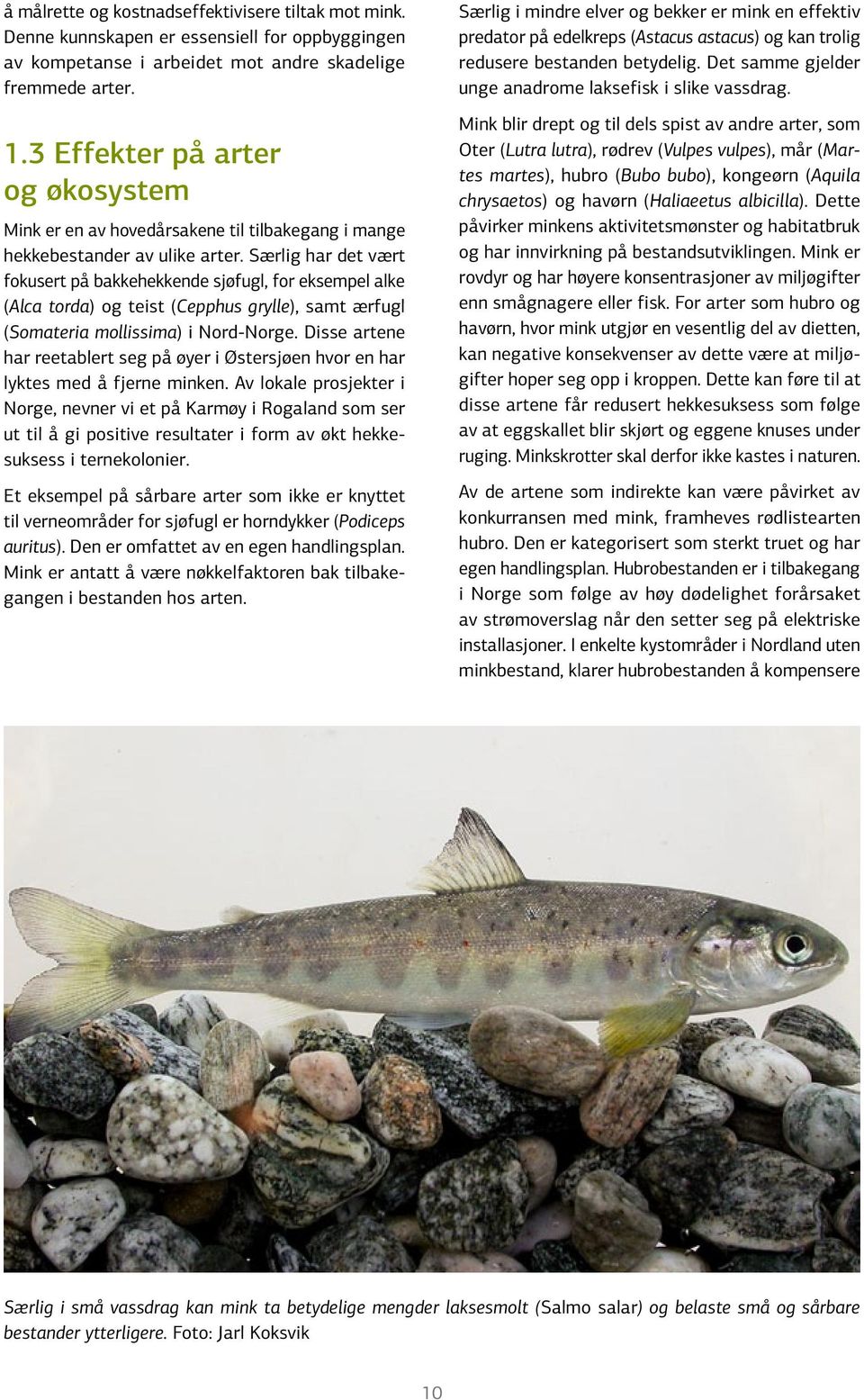 Særlig har det vært fokusert på bakkehekkende sjøfugl, for eksempel alke (Alca torda) og teist (Cepphus grylle), samt ærfugl (Somateria mollissima) i Nord-Norge.