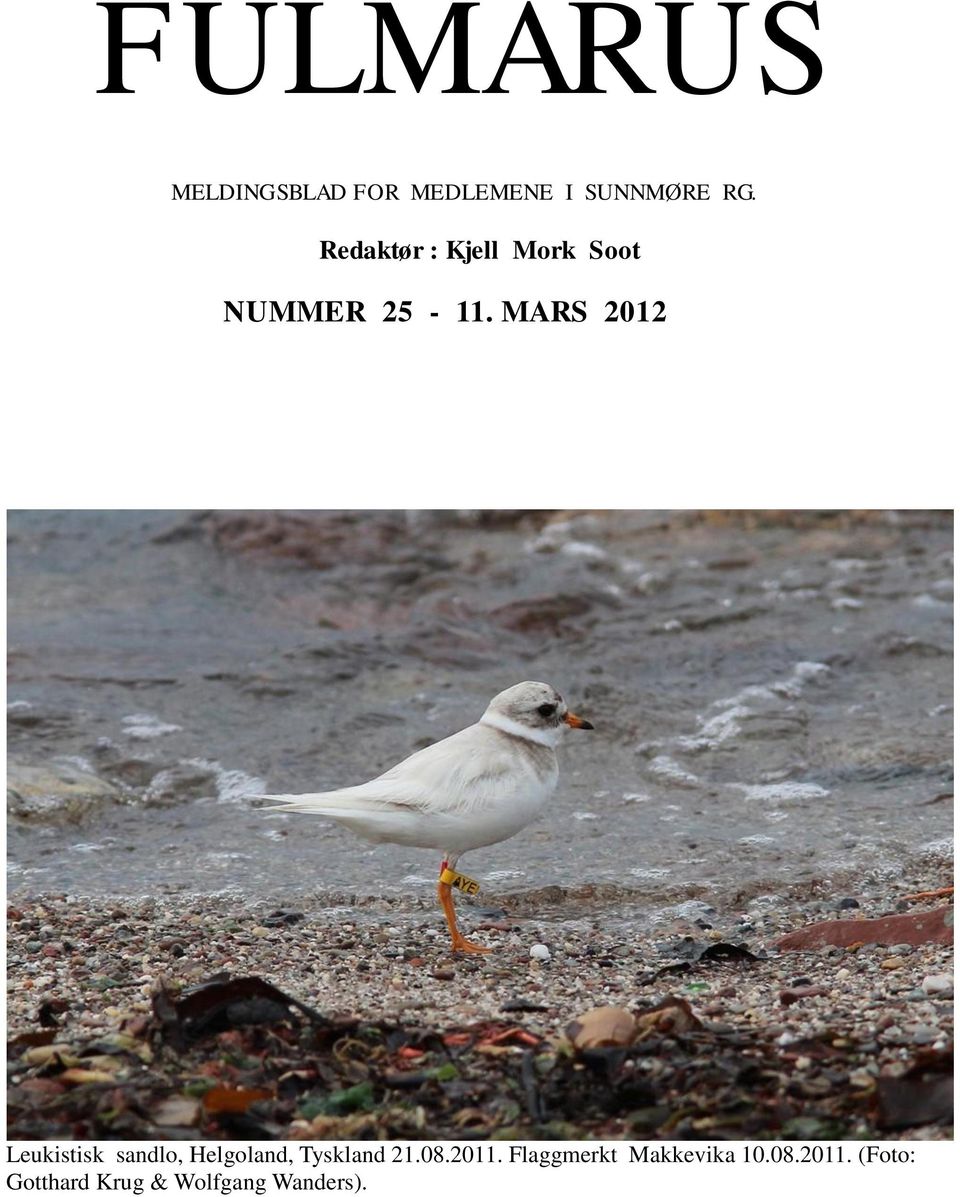 MARS 2012 Leukistisk sandlo, Helgoland, Tyskland 21.08.