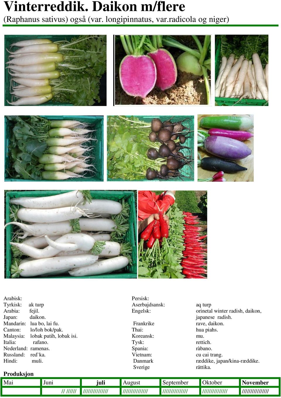 Malaysia: lobak putih, lobak isi. Koreansk: mu. Italia: rafano. Tysk: rettich. Nederland: ramenas. Spania: ràbano. Russland: red`ka. Vietnam: cu cai trang. Hindi: muli.