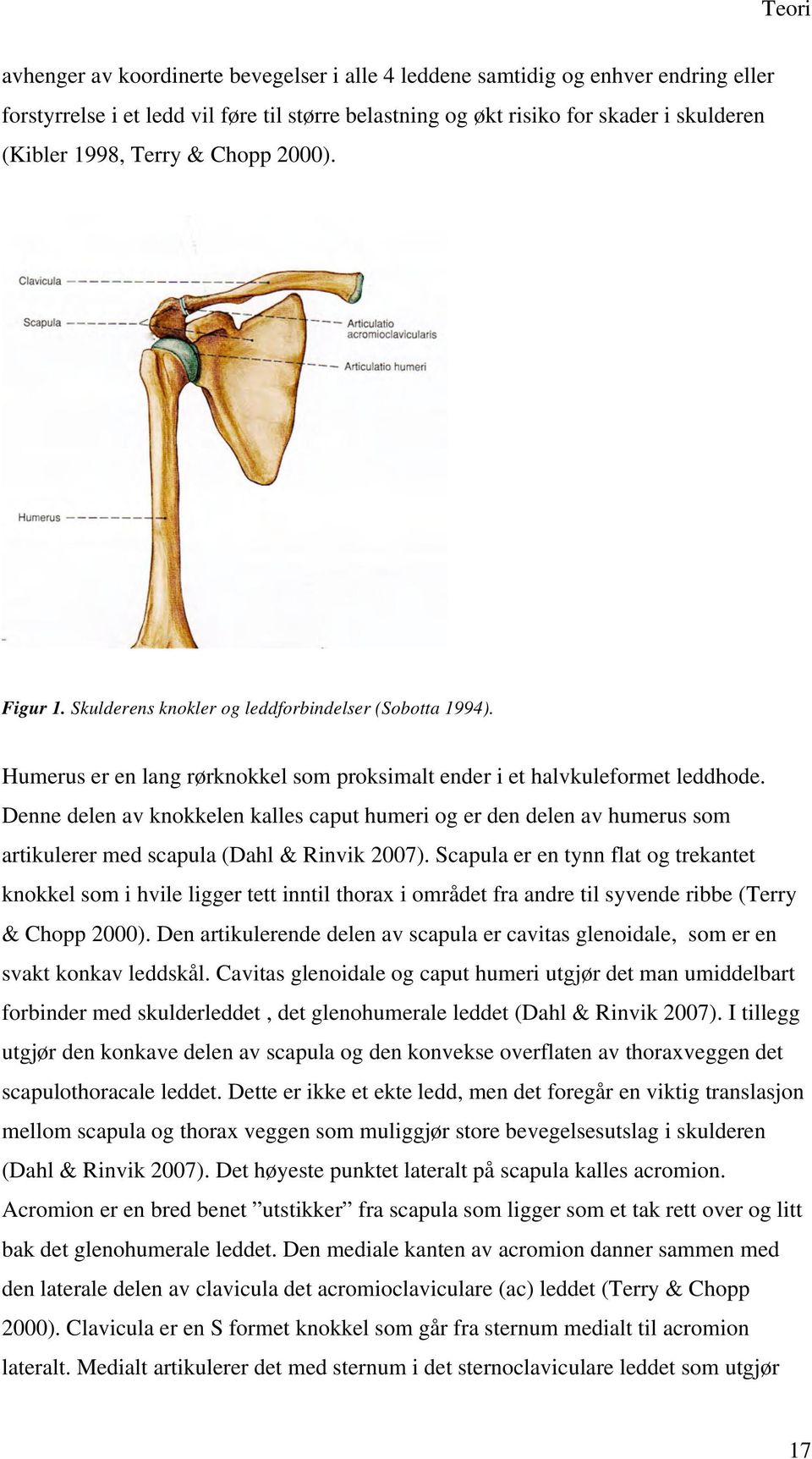 Denne delen av knokkelen kalles caput humeri og er den delen av humerus som artikulerer med scapula (Dahl & Rinvik 2007).