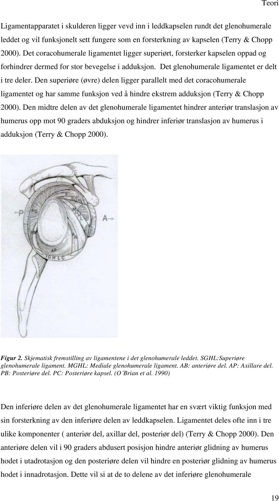 Den superiøre (øvre) delen ligger parallelt med det coracohumerale ligamentet og har samme funksjon ved å hindre ekstrem adduksjon (Terry & Chopp 2000).