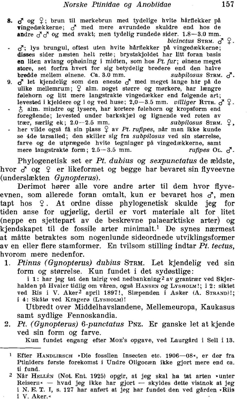 -,-3; lys brungul, oftest uten hvite harflekker pa vingedaekkerne; disses sider naesten helt rette; brystskjoldet har litt foran basis en liten avlang opheining i midten, som hos Pt.