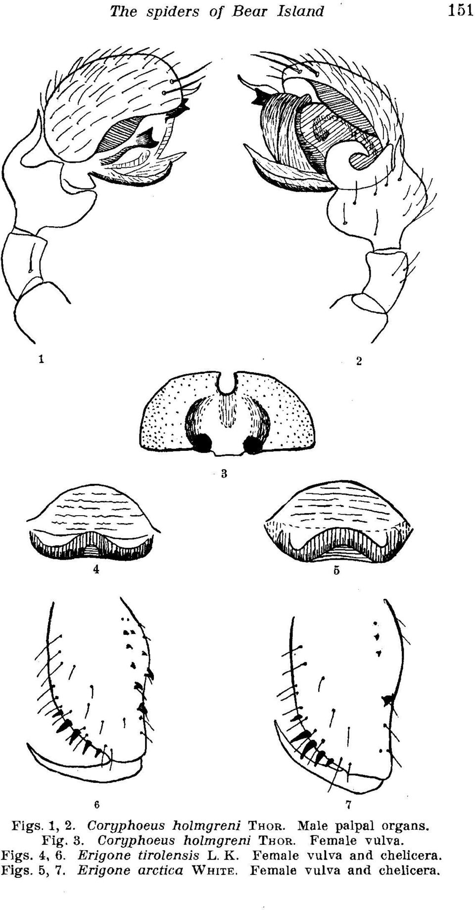 Female vulva. Figs. 4, 6. Erigone tirolensis L. K.