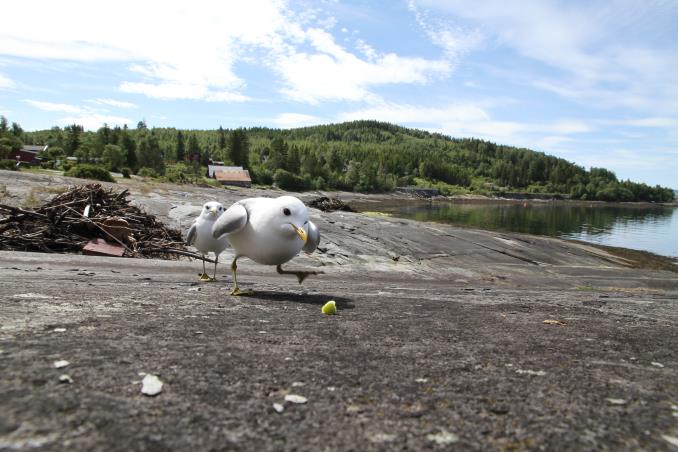 Malvikstien - et eksempel på tilgjengelig og