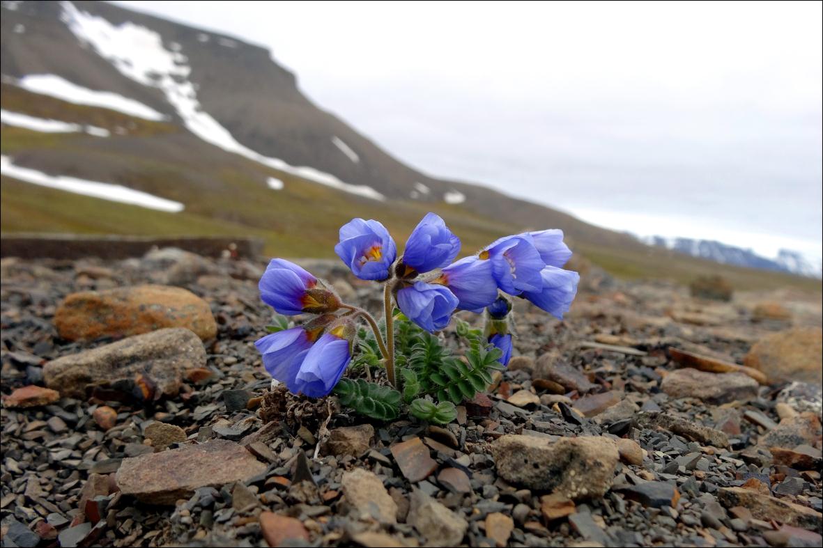 vekstsesongen på Svalbard - status 2012 Av