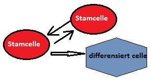 søkeord som allogen organtransplantasjon, allogeneic stem cell transplantation PBSC versus BM in allogeneic stem cell transplantation, peripheral blood stem cell transplantation, BM vs.