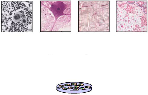 Ulike anvendelser av stamceller Grunnforskning Legemiddelutvikling Produsere celler, vev og organer for behandling