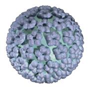 Kvalitetssikring av HPV-testing HPV primærscreening - kvalitetssikringsstudie 500 LBC-prøver Sammenstilling av resultater Accepted for publication in BMC Infectious Diseases: Quality assurance of