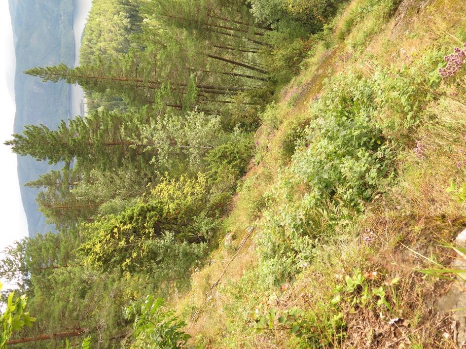 Figur 20. Seljord, Stigen- nydelig kalkpåvirket tørrbakke. Foto: H. Gregersen. 3.4.1.